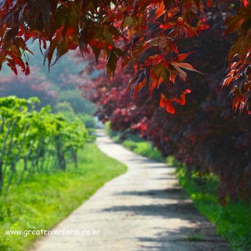 picture of red japanese maple and fruit trees lining the road to our farm